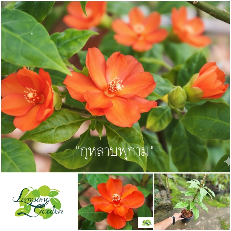 ต้น กุหลาบพุกาม กระถาง 4 นิ้ว / 6 นิ้ว แคคตัสโบราณ ไม้ดอก ไม้ใบ ไม้กลางแจ้ง