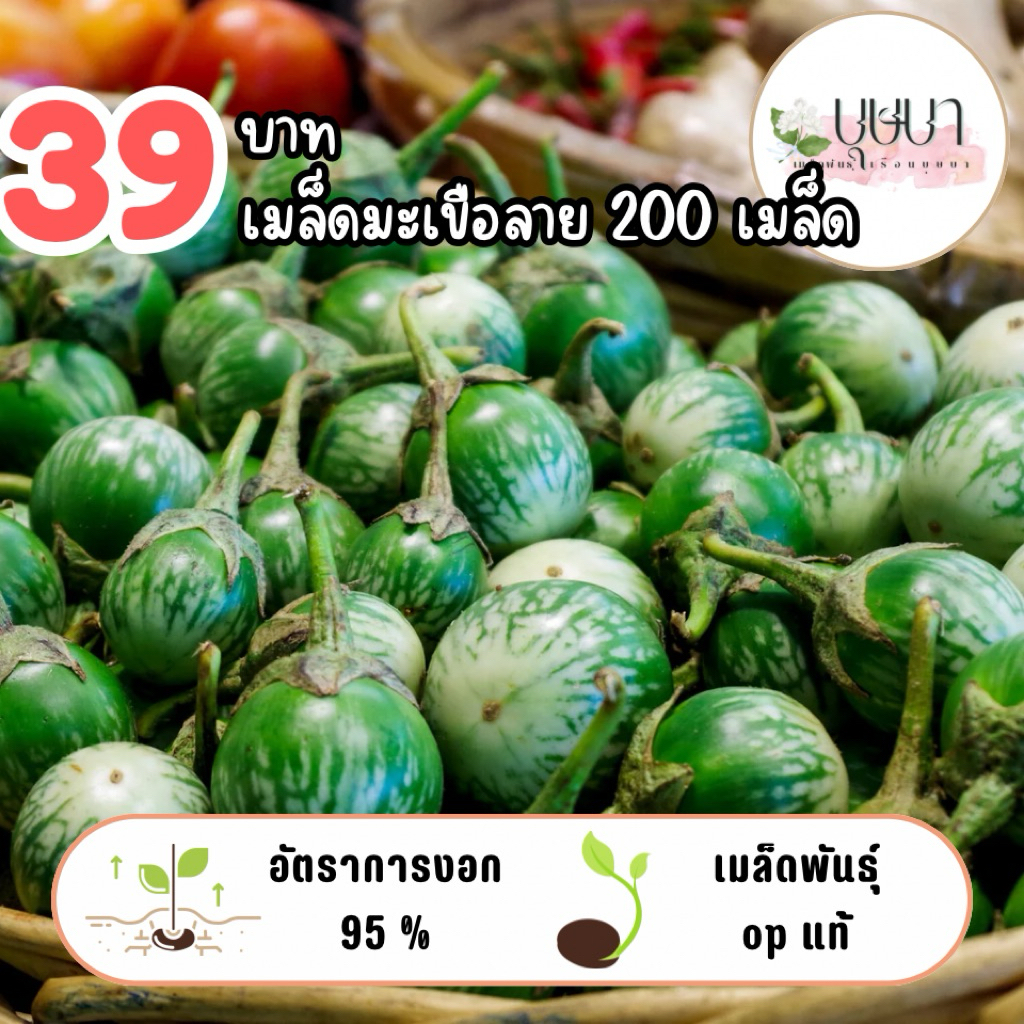 เมล็ดมะเขือลาย 39บาท 200เมล็ด