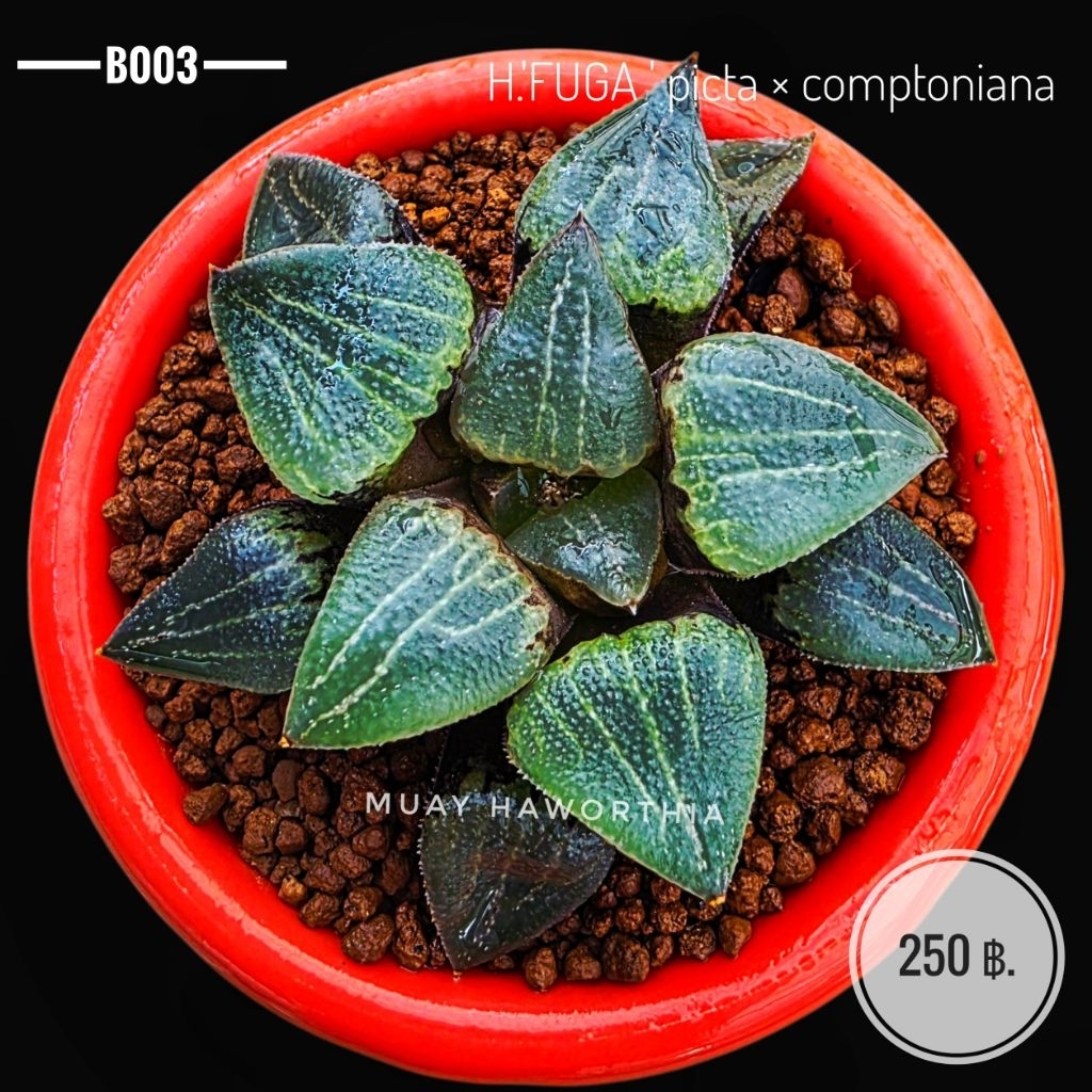 H.'FUGA' picta × comptoniana (B003)