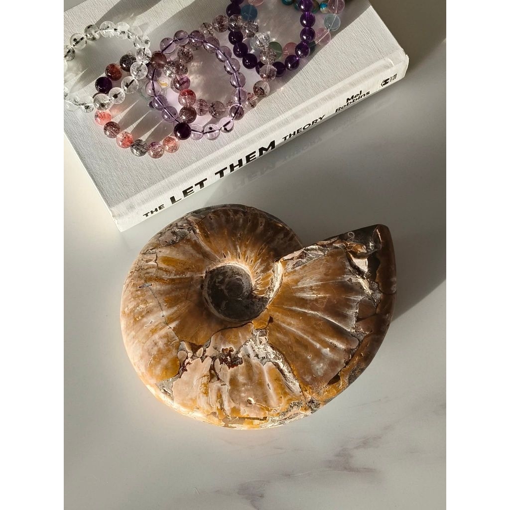 🦋 ฟอสซิล อิริเดสเซนต์ แอมโมไนต์ ( Iridescent Ammonite Fossil ) ขนาดใหญ่ สำหรับตั้งโชว์ และ น่าสะสม