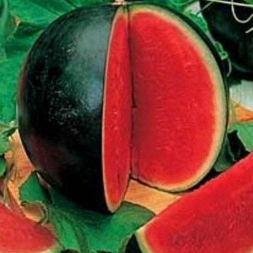 10 เมล็ด แตงโมไร้เมล็ด ผลไม้รสชาติหวาน กรอบ อร่อย พันธุ์นอก Watermelon Seedless Seeds สายพันธุ์ Sugar Baby