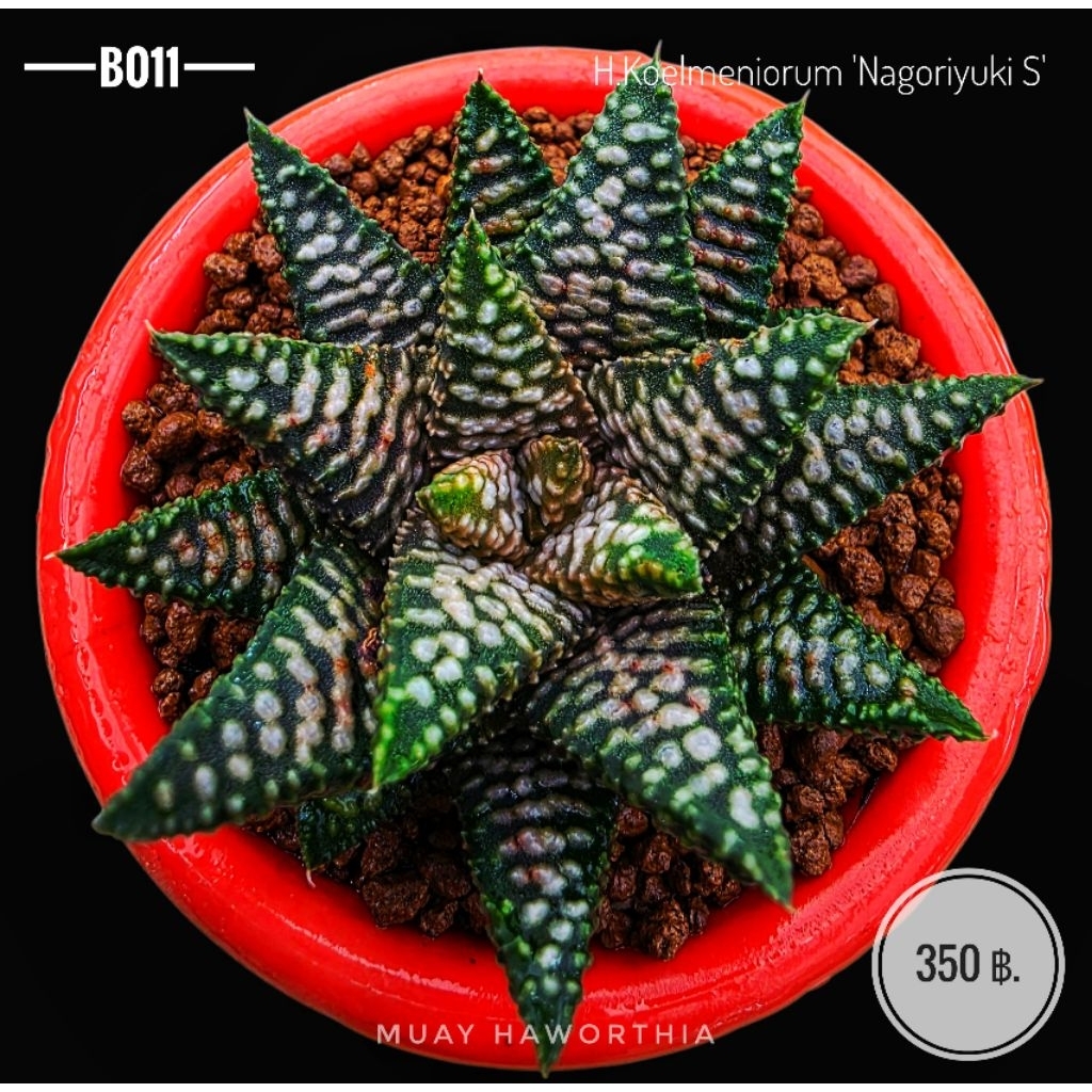 H.koelmeniorum 'Nagoriyuki S' B011