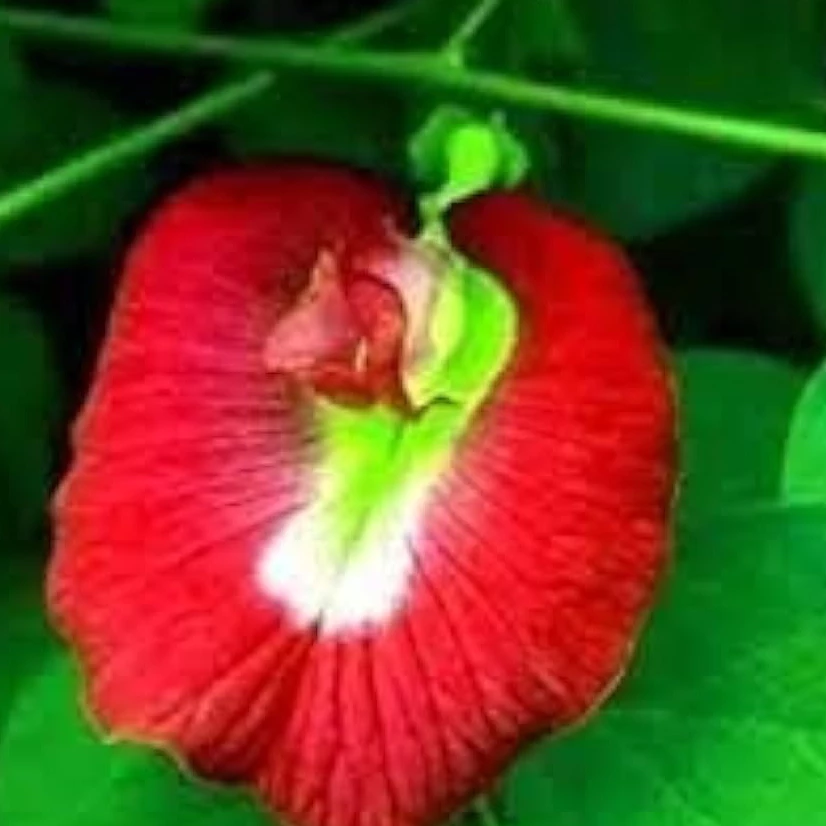 20 เมล็ด ดอกอัญชัน ดอกไม้สวรรค์ ผักออแกนิค สวนครัว ปลูกในกระถางได้ Vegetable Seeds สีแดง