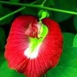 20 เมล็ด ดอกอัญชัน ดอกไม้สวรรค์ ผักออแกนิค สวนครัว ปลูกในกระถางได้ Vegetable Seeds สีแดง