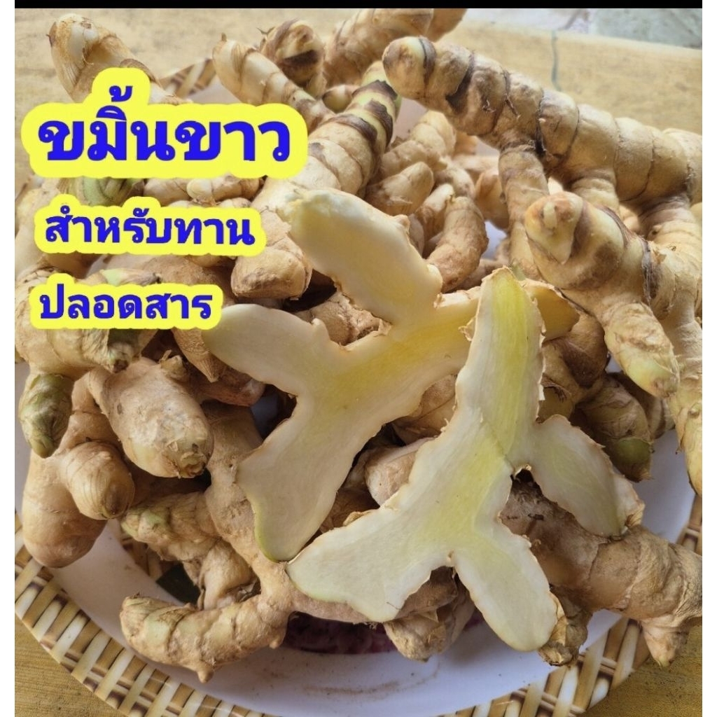 ขมิ้นขาวสำหรับทาน-500กรัม ออแกนิค ปลอดสาร (ส่งแบบไม่ล้างเพื่อเก็บได้นานและไม่เน่า)จากอ.ทองผาภูมิ จ.กาญจนบุรี