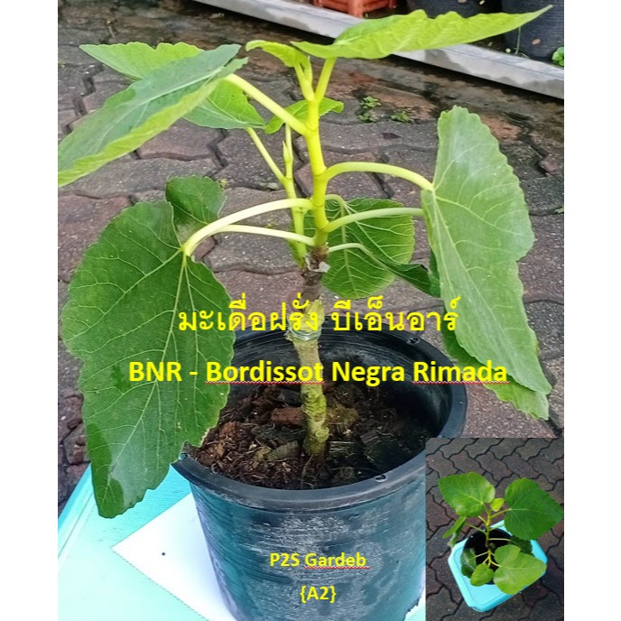 (A2)ต้นมะเดื่อฝรั่ง บีเอ็นอาร์ BNR - Bordissot Negra Rimada ต้นเสียบยอดตอป่าอิตาลี