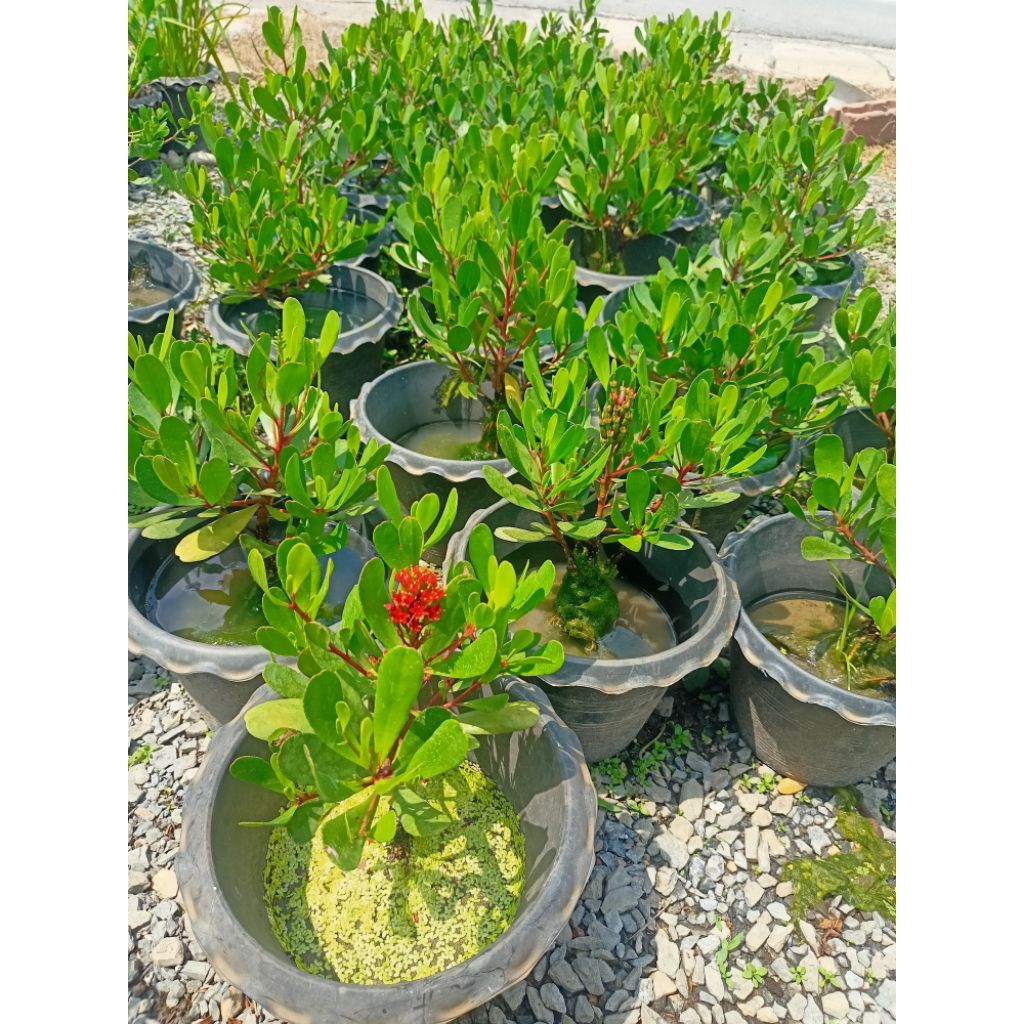 ต้นฝาดแดง (ไม้น้ำ) Lumnitzera littorea (Jack) Voigt