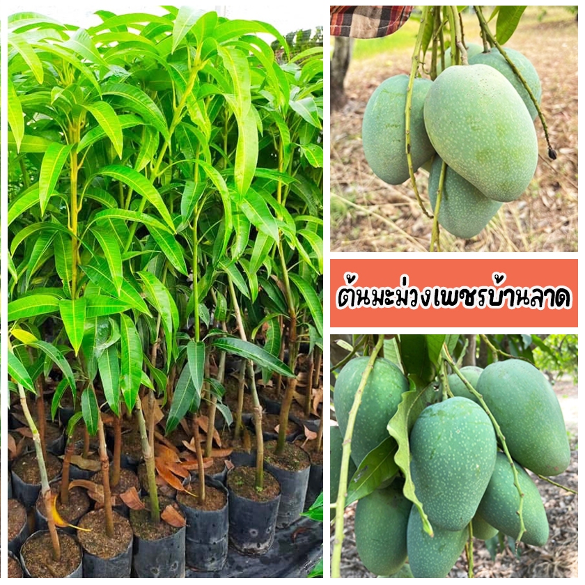 ต้นมะม่วงเพชรบ้านลาด เนื้อแข็งแน่น มีเสี้ยนเล็กน้อย ติดผลได้แม้ก่อนฤดู  ขนาด 60-80 ซม