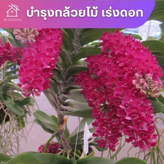 ปุ๋ยกล้วยไม้ บำรุงต้น บำรุงดอก เร่งดอก เร่งสี กล้วยไม้ พร้อมใช้ไม่ต้องผสมน้ำ 450 ml