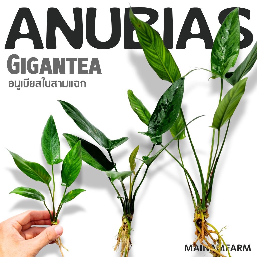 เลือกได้ 3 ขนาด อนูเบียสสามแฉก – ANUBIAS GIGANTEA  ต้นไม้น้ำ