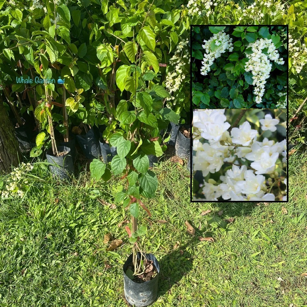ต้นลัดดาวัลย์ ลัดดาวัลย์ (Bridal Creeper) ไม้ดอก พันธุ์ไม้ดูแลง่าย ช่วยเสริมดวงเรื่องการเงิน (รับประกันสินค้า)