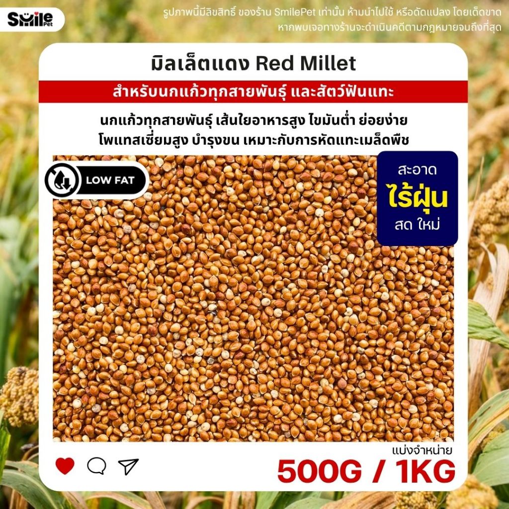 มิลเล็ตแดง Red Millet เกรดA อาหารนกแก้ว และสัตว์ฟันแทะ สะอาด ร่อนฝุ่นทุกถุง (แบ่งขาย 500G / 1KG)