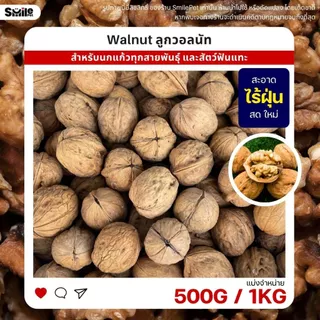 วอลนัท Walnut สำหรับนกแก้ว หนูแฮมสเตอร์ กระรอก แพรี่ด็อก และสัตว์ฟันแทะ (แบ่งขาย 500G / 1KG)