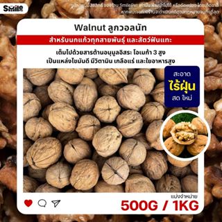 วอลนัท Walnut สำหรับนกแก้ว หนูแฮมสเตอร์ กระรอก แพรี่ด็อก และ…