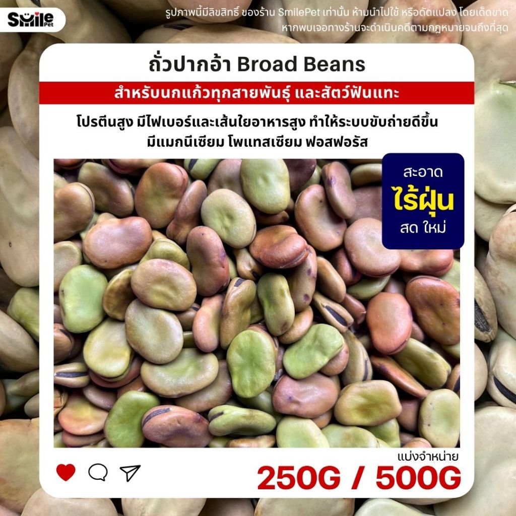 ถั่วปากอ้า Broad Beans อาหารนกแก้วทุกสายพันธุ์ และสัตว์ฟันแทะ (แบ่งขาย 500G / 1KG)
