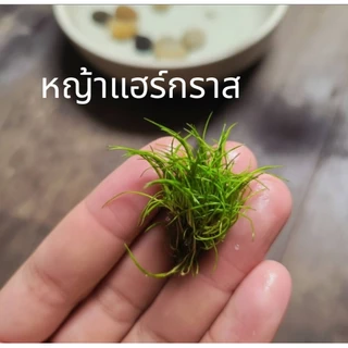 หญ้าแฮร์กราส (Hairgrass) ต้นไม้น้ำพร้อมปลูก