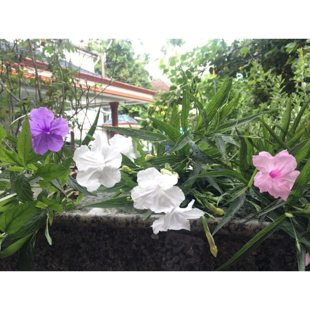 ฟ้าประทานพร กิ่งตัดสด ต้อยติ่งฝรั่ง  สีชมพู/ม่วง เซ็ต 10 กิ่งแถม 2