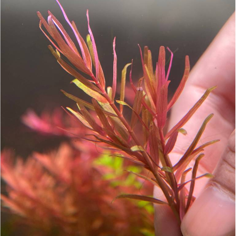 Rotala sp. Orange Juice โรทาล่า ออเร้นจุ๊ยส์ ไม้ข้อสีส้มสด