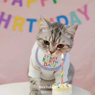 [🚚 พร้อมส่ง] ผ้ากันเปื้อนวันเกิดสัตว์เลี้ยง แมว สุนัข Birthday Bib Mouth Towel ผ้าพันคอแมว