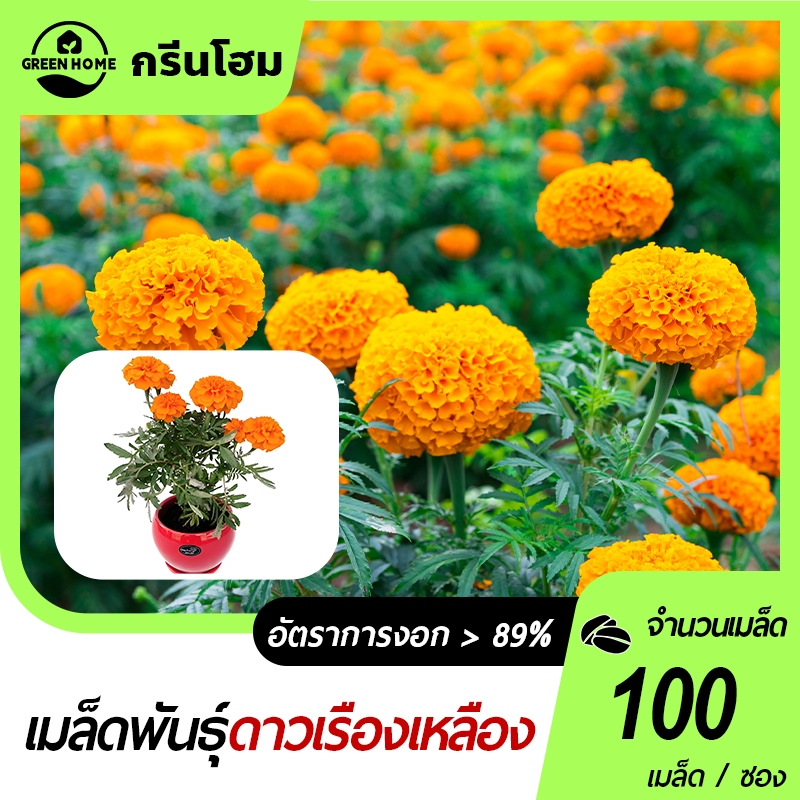 ดาวเรืองดอกใหญ่🎯ซุปเปอร์บอล🍀เมล็ดพันธุ์ดาวเรืองดอกใหญ่ดีพโกลด์100 เมล็ด🌼ปลูกง่าย☘️ดอกใหญ่ๆกลมๆแน่นๆ