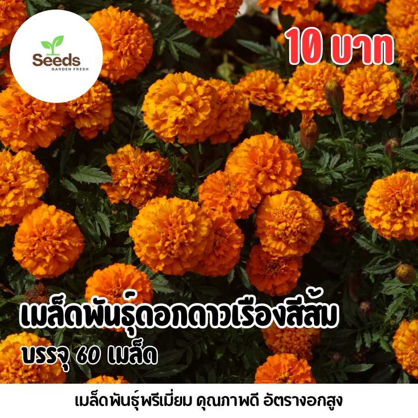 เมล็ดพันธุ์ดอกดาวเรืองสีส้ม บรรจุ 60 เมล็ด/ซอง