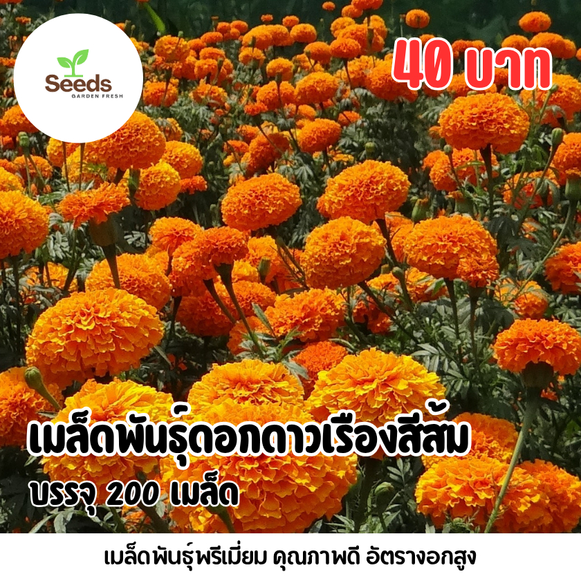 เมล็ดพันธุ์ดอกดาวเรืองสีส้ม บรรจุ 300 เมล็ด/ซอง