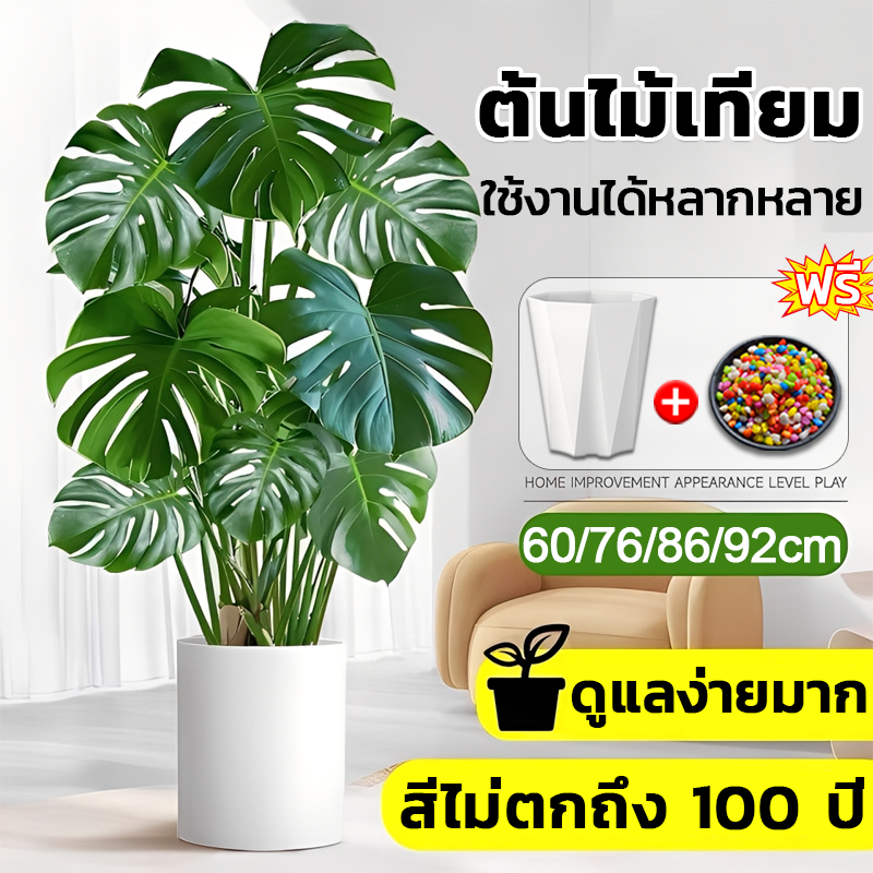 แถมฟรีหิน กระถาง🌲60/76/86/92cm Monstera Leaf ต้นไม้มงคล ต้น