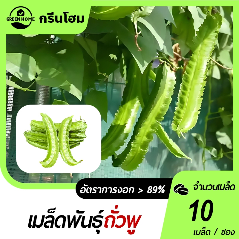 ถั่วพูยักษ์เขียว📌เมล็ดพันธุ์ถั่วพู10เมล็ด☘️ปลูกง่ายขึ้นไว🎯กินอร่อย🍀ฝักยาว 50 เซนติเมตร