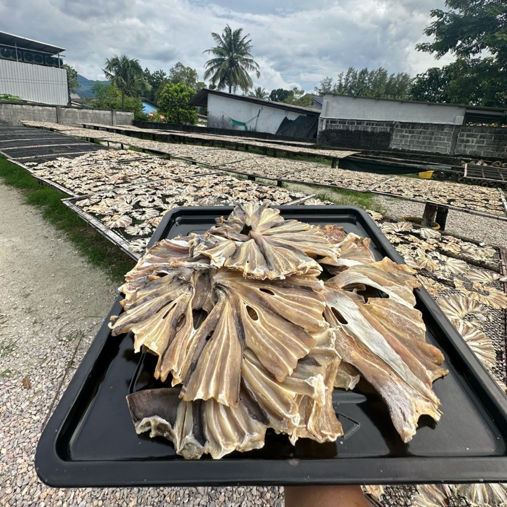ปลาวงเค็ม ตากเเห้ง สดสะอาด ปลอดสารพิษ โรงงานผลิตเอง
