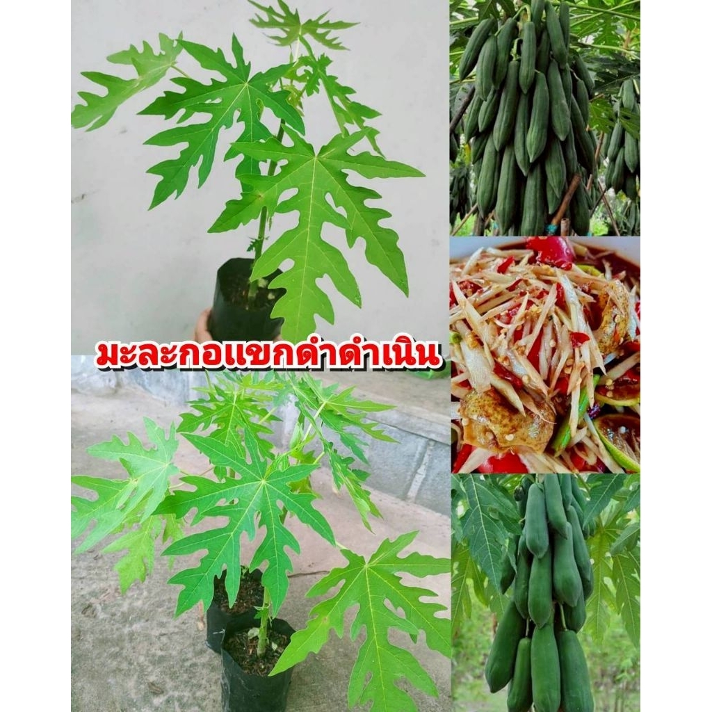ต้นมะละกอเเขกดำ ดำเนิน มะละกอสำหรับตำส้มตำ ทานผลสุกรสหวานอร่อย ต้นเพาะเมล็ด เเข็งเเรงพร้อมปลูก สินค้าเสียหายยินดีเคลมฟรี