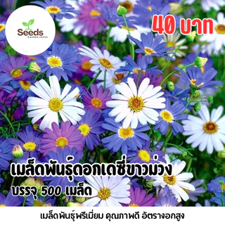เมล็ดดอกเดซี่ ขาว ม่วง บรรจุ 500 เมล็ด