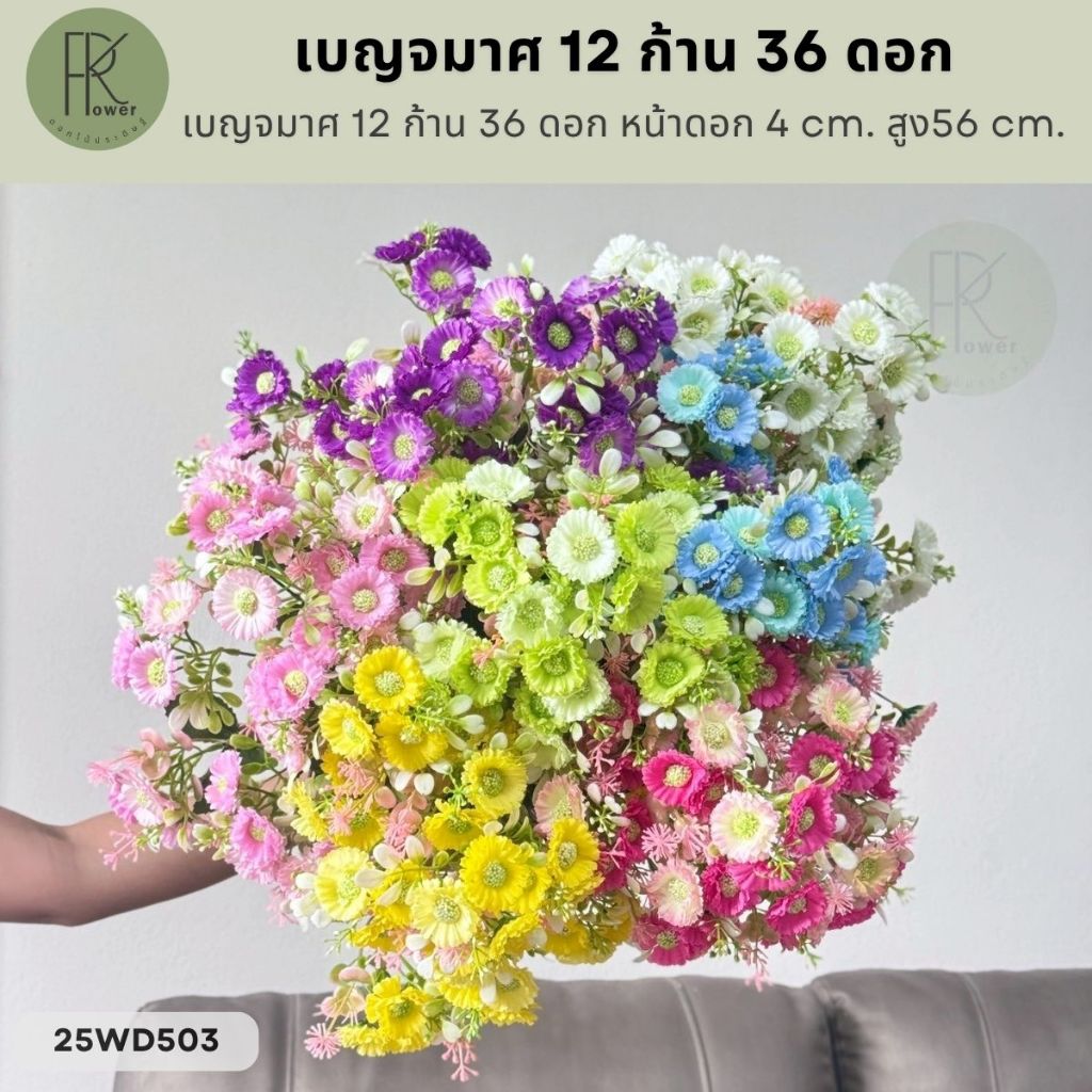 เบญจมาศ 12 ก้าน 36 ดอก หน้าดอก 4 cm. สูง 56 cm. ราคา ถูกที่สุด ดีลบีเคเค รูปภาพหลัก