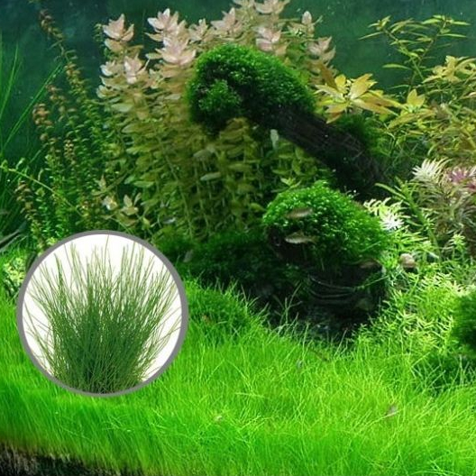 100 เมล็ด หญ้าน้ำ สำหรับปลูกตกแต่งตู้ปลา ตู้ไม้น้ำ Aquarium Plants Seeds