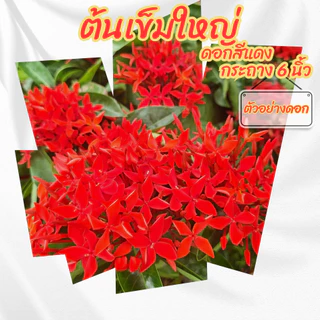 ต้นเข็มใหญ่ เข็มดอกใหญ่ สีแดง เข็มแดงใบใหญ่ ขนาดกระถาง 6 นิ้ว