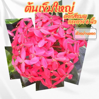ต้นเข็มดอกใหญ่ ดอกสีชมพู กระถาง 6 นิ้ว(ขั้นต่ำ 2 ต้น)(ส่งพร้อมกระถาง)