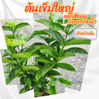 ต้นเข็มดอกใหญ่ ดอกสีชมพู กระถาง 6 นิ้ว(ขั้นต่ำ 2 ต้น)(ส่งพร้อมกระถาง)