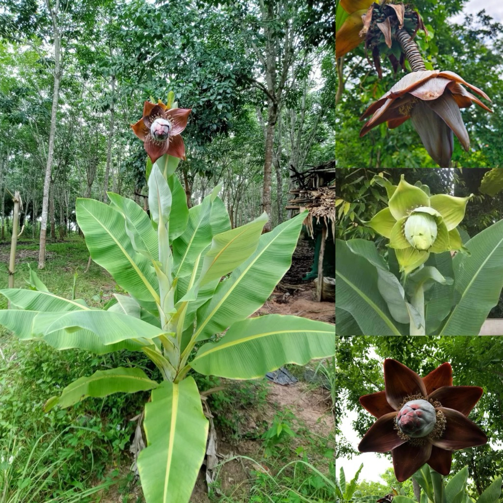 #เมล็ดกล้วยหายาก 2 สายพันธุ์ (กล้วยผาแดง,กล้วยนวล) ผลสุกกินได้ รสชาติหวาน ลำต้นคล้ายปาล์ม /มีใบเรียงซ้อนคล้ายระฆังคว่ำ ราคา ถูกที่สุด ดีลบีเคเค แกลเลอรีภาพที่ 2