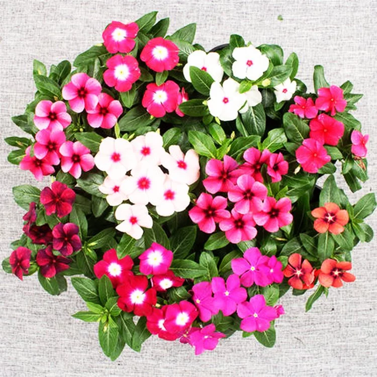 ปลูกง่าย Periwinkle Bonsai Seeds แพงพวยคละสี ดอกแพงพวย บรรจุ 450 เมล็ด