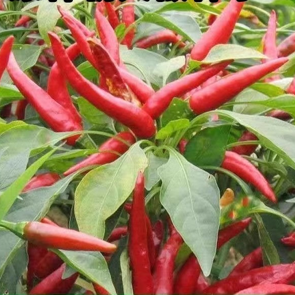 100เมล็ด/แพ็ค เมล็ดพันธุ์ พริก พริกจินดาแดง Red Hot Chili Pepper Seeds High Yield Super Hot Chili Pepper Vegetable Seeds - รูปที่ 2