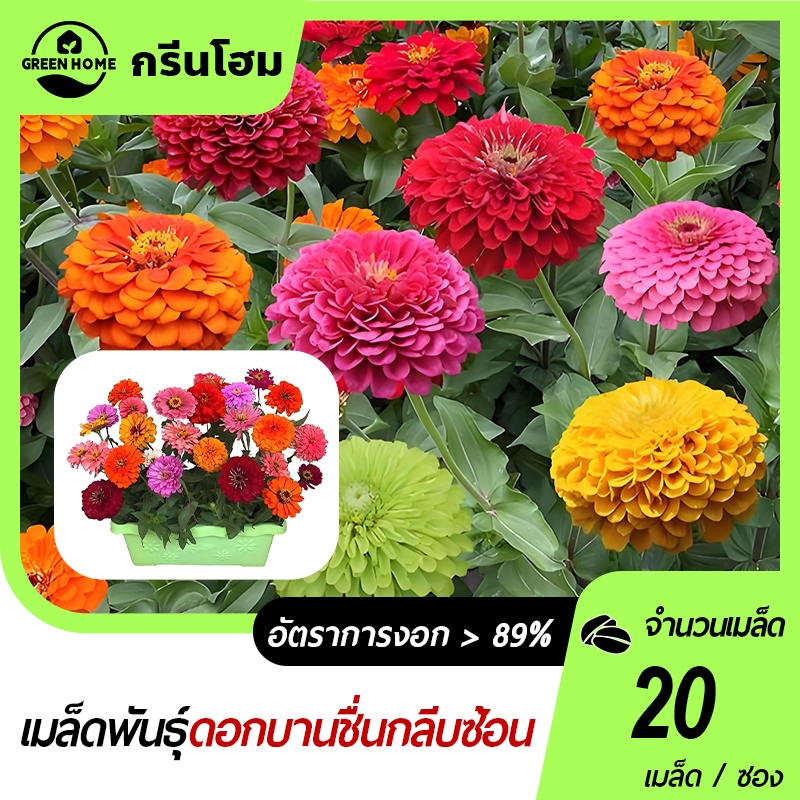 ดอกบานชื่นกลีบซ้อน🎈คละสี🎯เมล้ดพันธุ์บานชื่นซ้อน20 เมล็ด🍀งอกง่าย🌿ดอกสวย 🌱ทนต่อโรคและแมลง