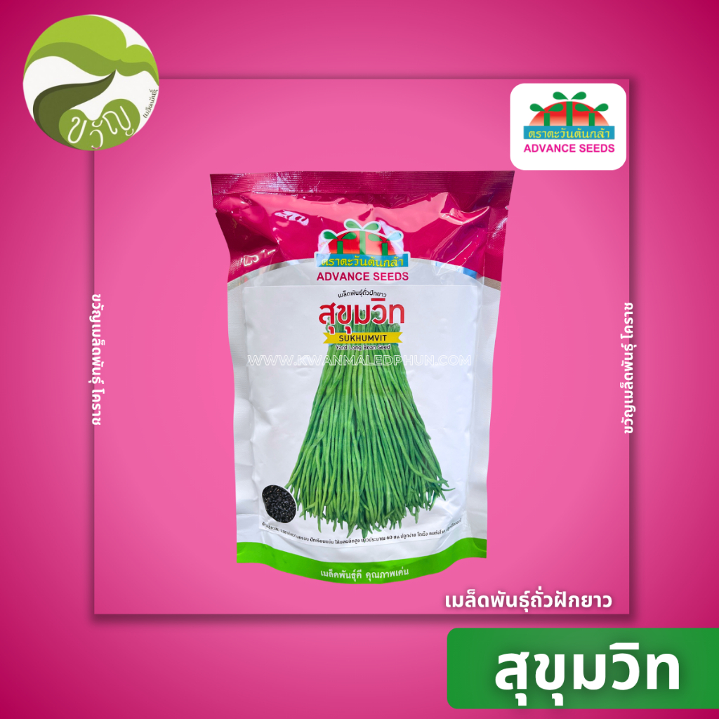เมล็ดพันธุ์ถั่วฝักยาว ถั่วฝักยาว สุขุมวิท ล็อตใหม่ล่าสุด