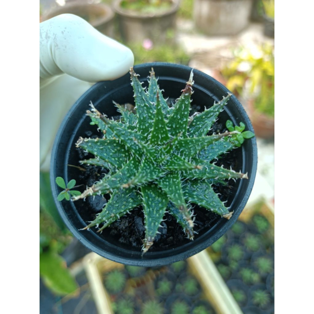 ต้นอโลปลาดาว( Aloe Minnie Belle)หรือ อโลแคระกระถาง 3 นิ้ว