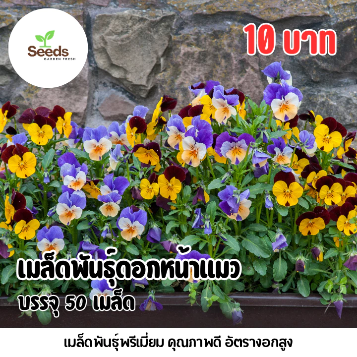 เมล็ดพันธุ์ (วิโอลา) ดอกหน้าแมว บรรจุ 50 เมล็ด