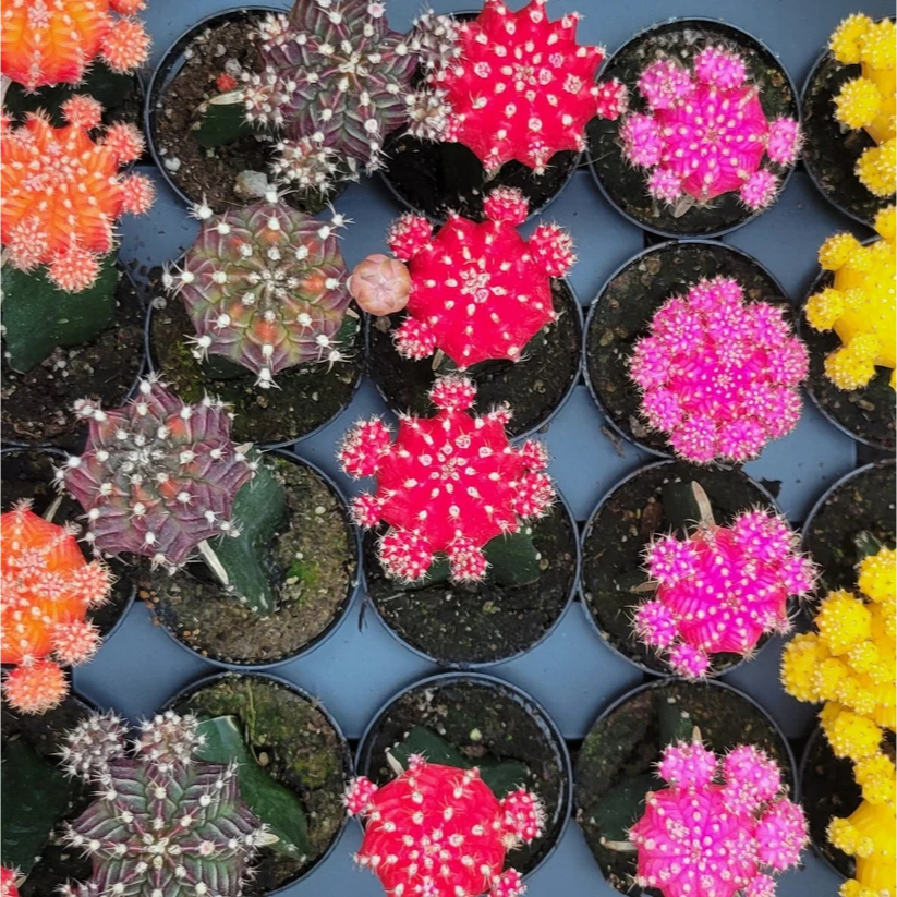 แคคตัสหัวสี หรือ ยิมโนหัวสี ไม้กราฟ สีสวยสด ทรงน่ารัก มีหลายสีให้เลือก Gymnocalycium, Moon Cactus