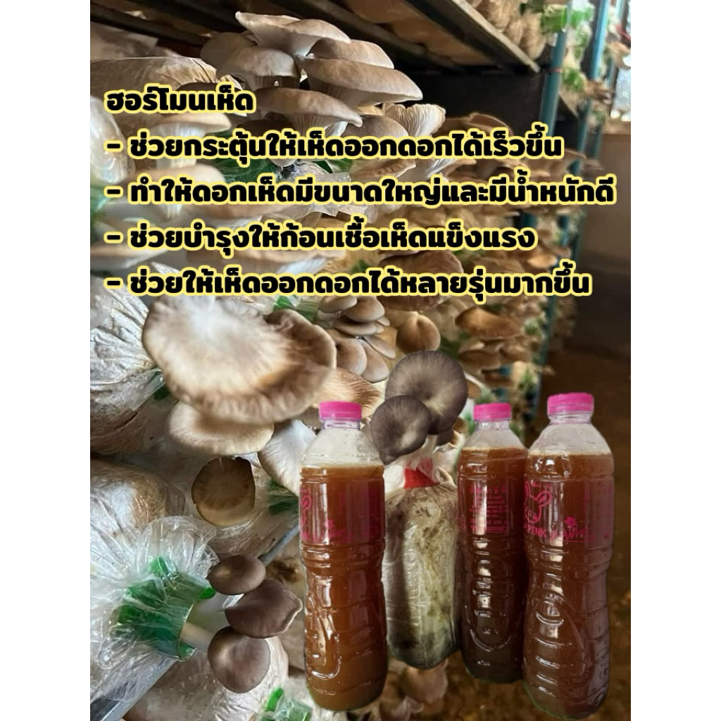 ฮอร์โมนเห็ด  1500 กรัม เห็ดทุกชนิด , ปลอดสาร