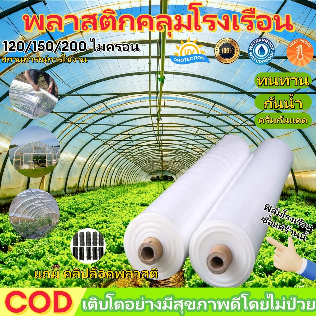 COD พลาสติกคลุมโรงเรือน พลาสติกPE 120/150/200 ไมครอน uv7% ขนาด ทนทาน โรงเรือนเพาะปลูก คุณภาพสูงกรีนเฮ้าส์ พลาสติก