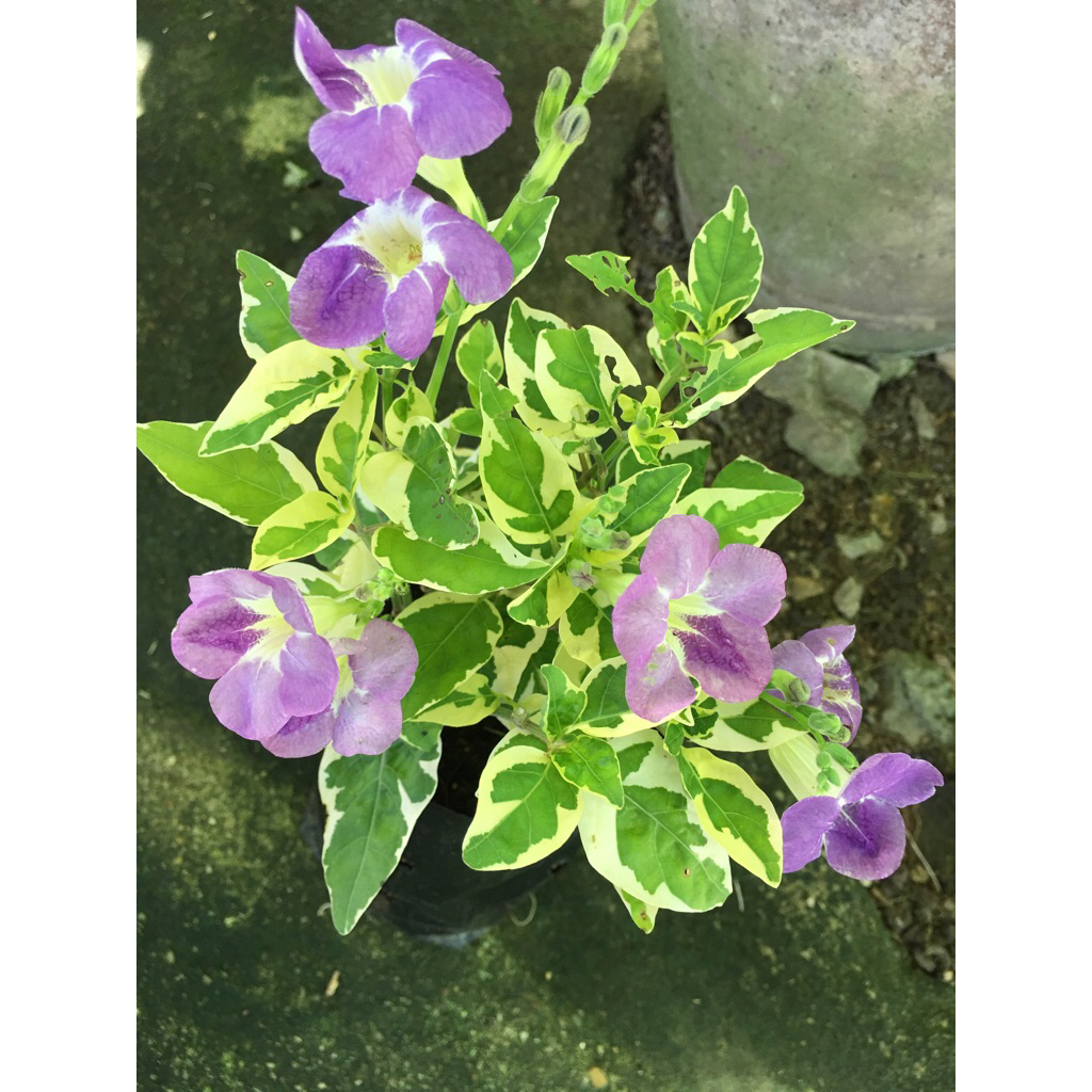 ต้นบุษบาพารวย / บุษบาฮาวาย  บรรจุถุงดำ 4