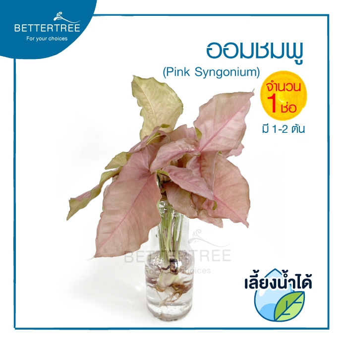 ออมชมพู (จำนวน 1 ต้น) Syngonium pink เลี้ยงน้ำได้ ไม้ฟอกอากาศ ไม้มงคล