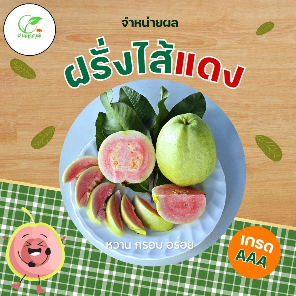 ผลฝรั่งไส้แดง จำหน่ายผล ราคา/1กิโลกรัม เกรดAAA จากสวนทรงวุฒิ