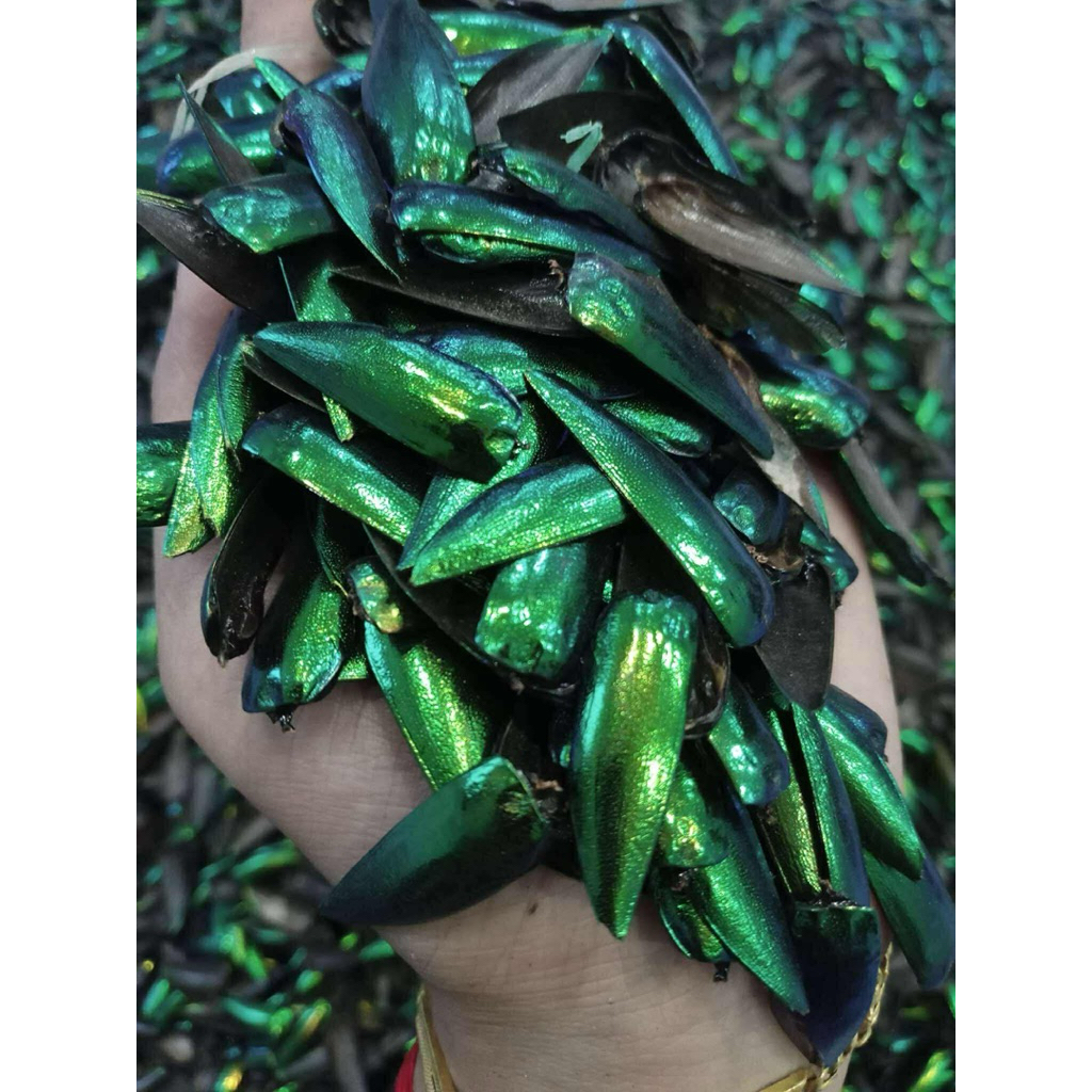 ปีกแมลงทับสีเขียว 1 ถุง 200 ปีก 🪲 - รูปที่ 3